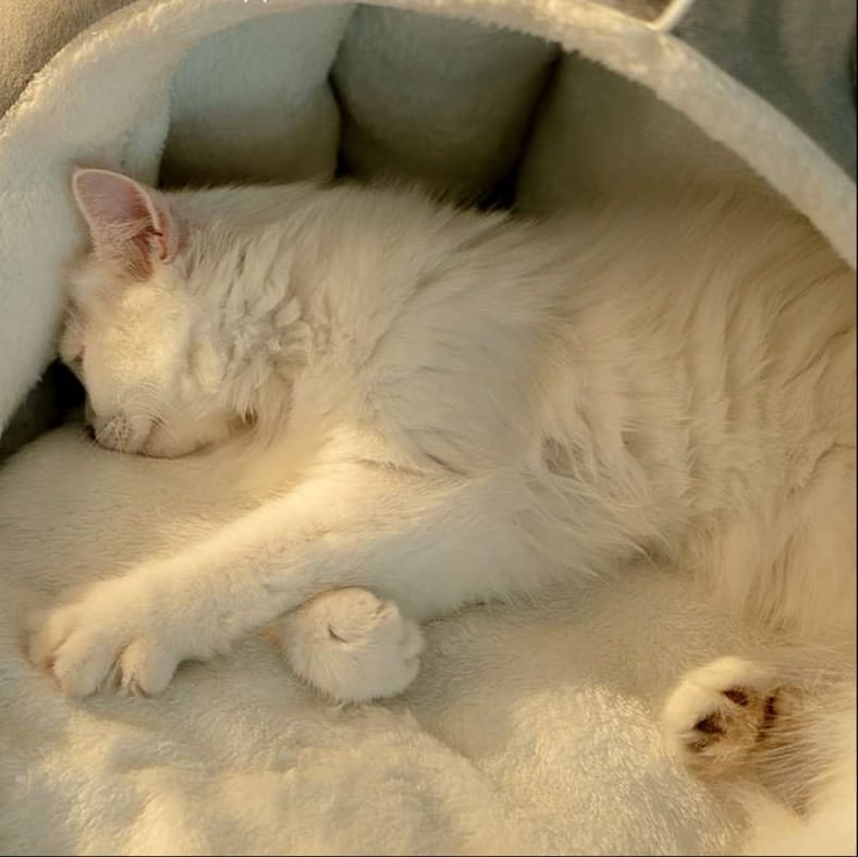 猫ベッド もふもふ猫ハウス ねこ耳デザイン