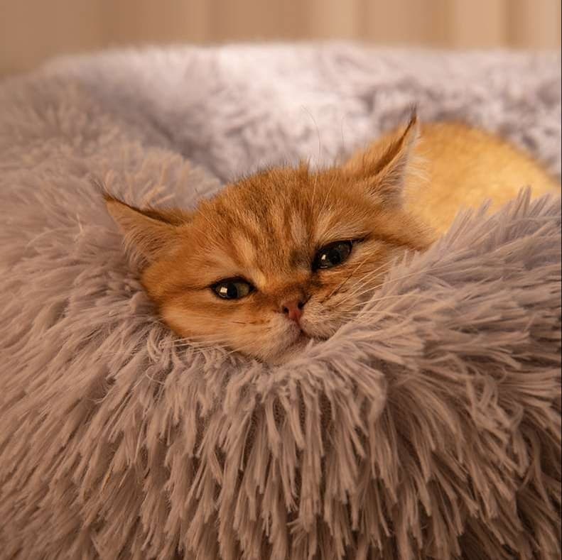 もこもこ包み込む猫ベッド