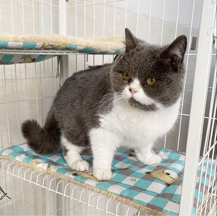 ふわもこくまさん猫ベッド