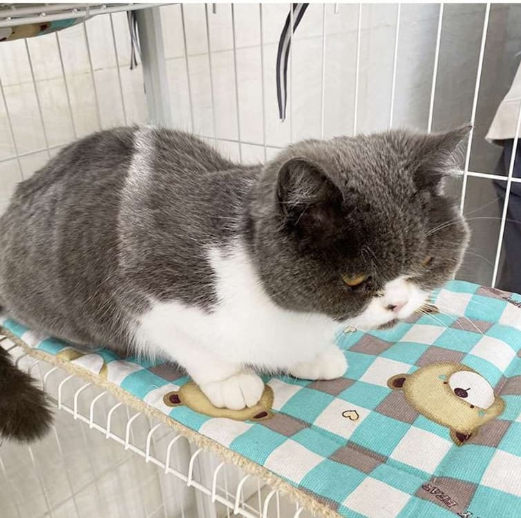 ふわもこくまさん猫ベッド