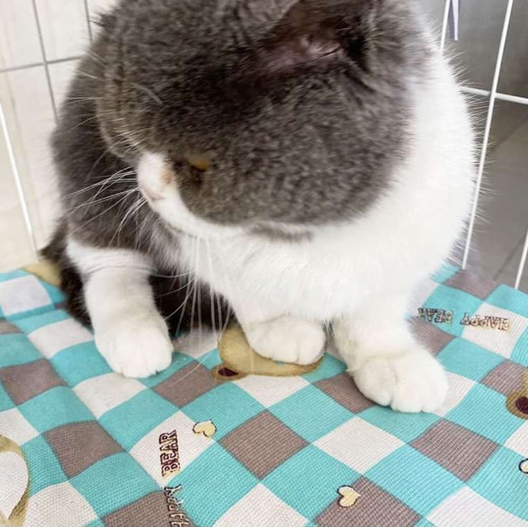 ふわもこくまさん猫ベッド
