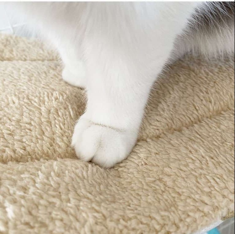 ふわもこくまさん猫ベッド