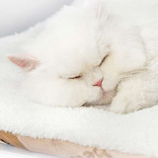 猫ベッド オールシーズン快適ふわもこペット用マット