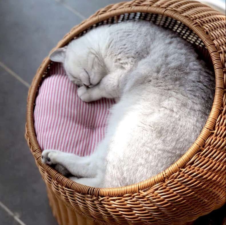 籐のリビング猫ベッド 二層式