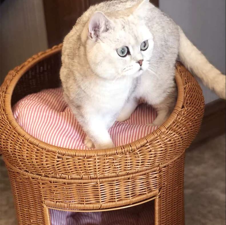 籐のリビング猫ベッド 二層式