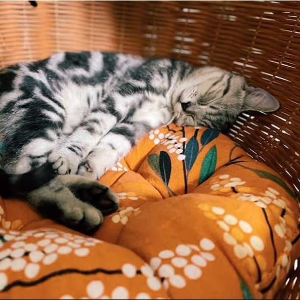 籐のリビング猫ベッド 二層式