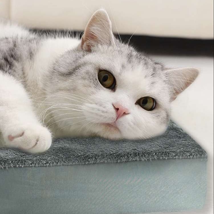 ふわもこ猫ベッド オールシーズン快適