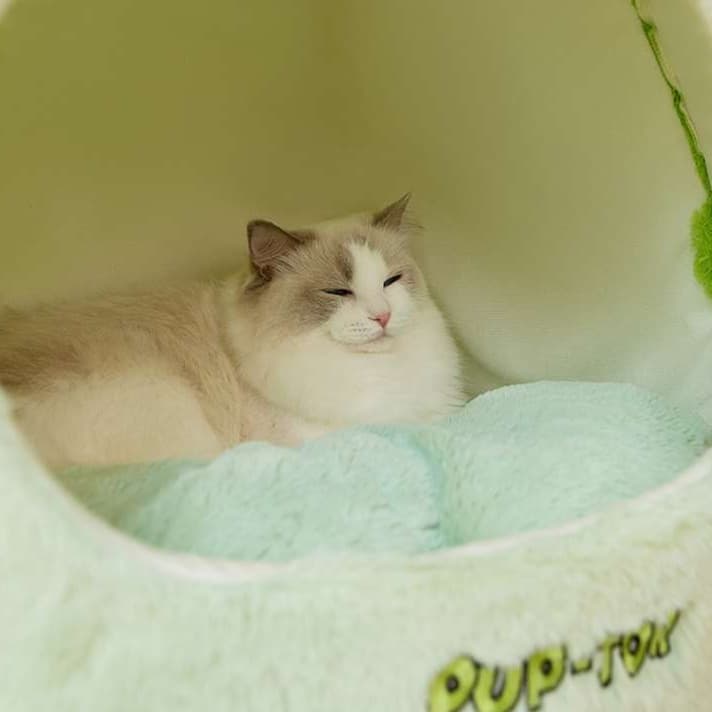 猫ベッド ふわもこカエルのお家ベッド