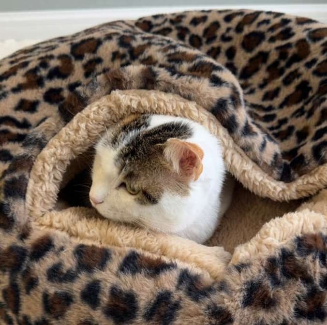 もこもこ包み込むぬくぬく猫ベッド